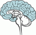 brain_cerebral-120x117.gif