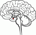 brain_pituitary-120x117.gif