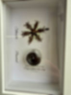 Thumbnail: Display-4x6/Preserved Snowflake