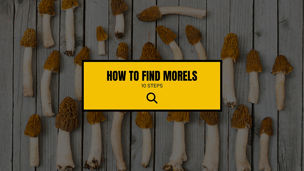 How To Find Morel Mushrooms 10 Steps