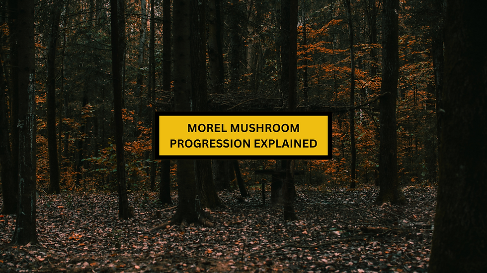 Morel Mushroom Progression Explained