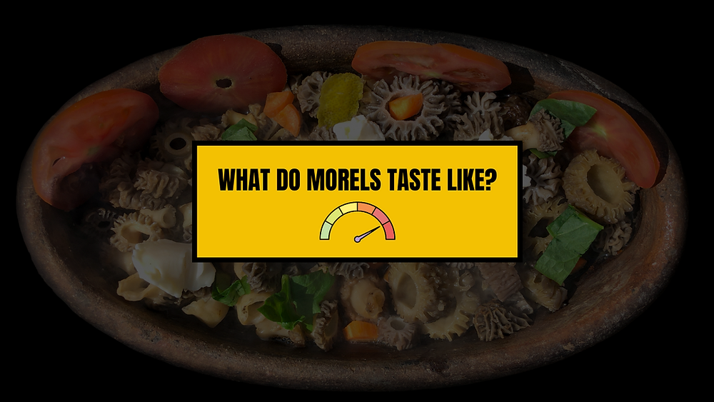 What Do Morel Mushrooms Taste Like?