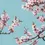 Miniatyrbild: Blossom Serenity