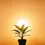 Miniatyrbild: Sunlit Serenity