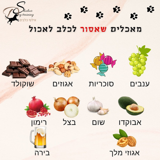 מה מותר ואסור לכלבים לאכול