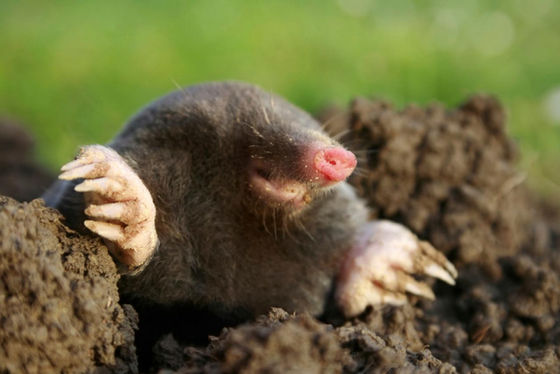 4/ There's a mole on the loose...