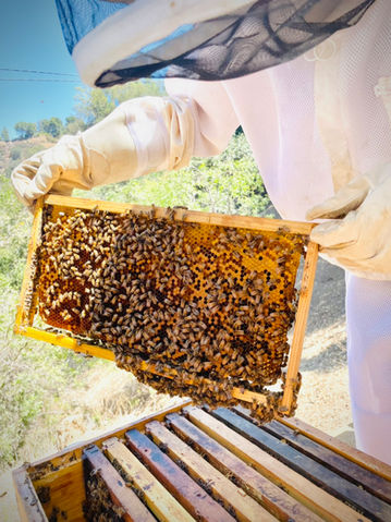 Jessica Michibata's beehives