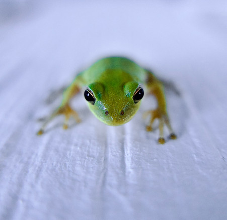 American Tree Frog.jpeg