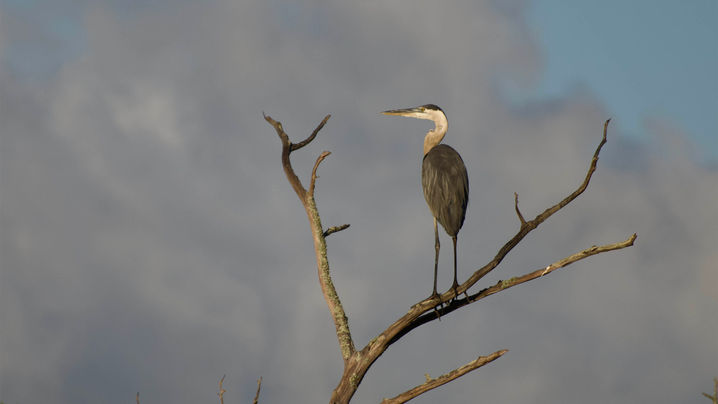 Nancy Montgomery Photography Coastal Birds Great Blue Heron
