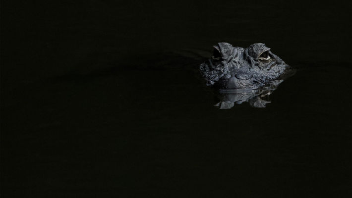 Nancy Montgomery Photography Colorful Images American Alligator (750_4200 1)