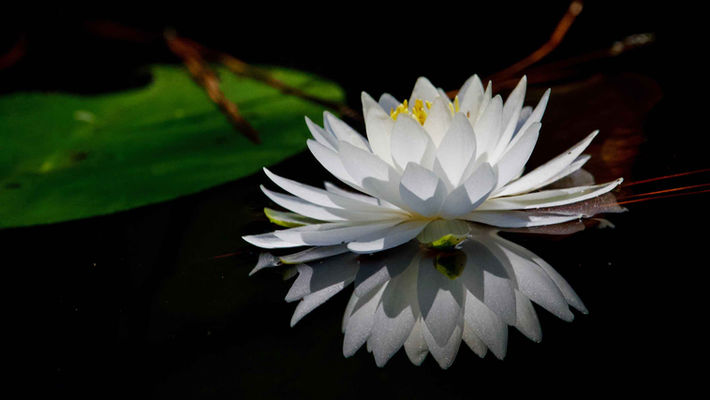 Nancy Montgomery Photography Colorful Images Lotus (750-4103