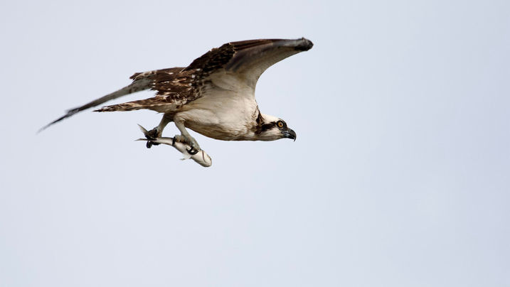 Nancy Montgomery Photography Birds of Prey Osprey (750_8688)