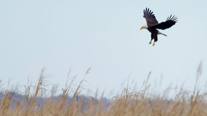 Nancy Montgomery Photography Birds of Prey American Bald Eagle (Z72_2631)