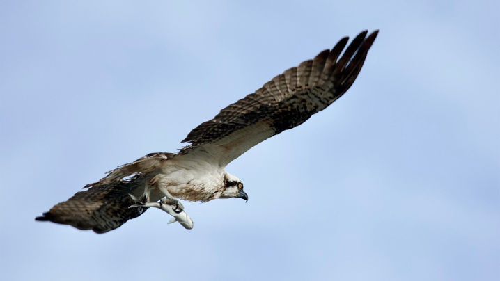 Nancy Montgomery Photography Birds of Prey Osprey (750_8691)