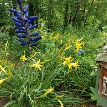 Backyard blue flowers spring.jpg