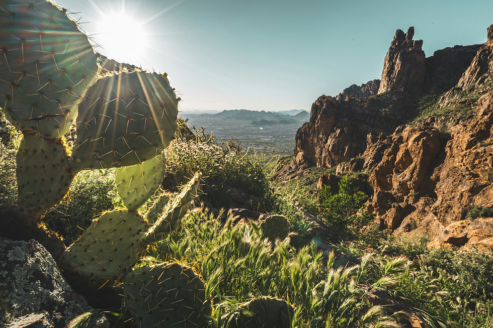 sunshine over a desert scene of mountains and cacus