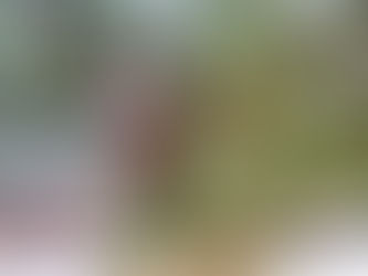 The Life Zones and Their Trees of Summit County, Colorado