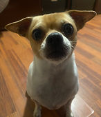 Draco