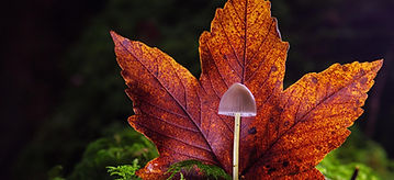 mushroom-5688485_1280_edited.jpg