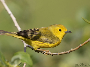 warbler