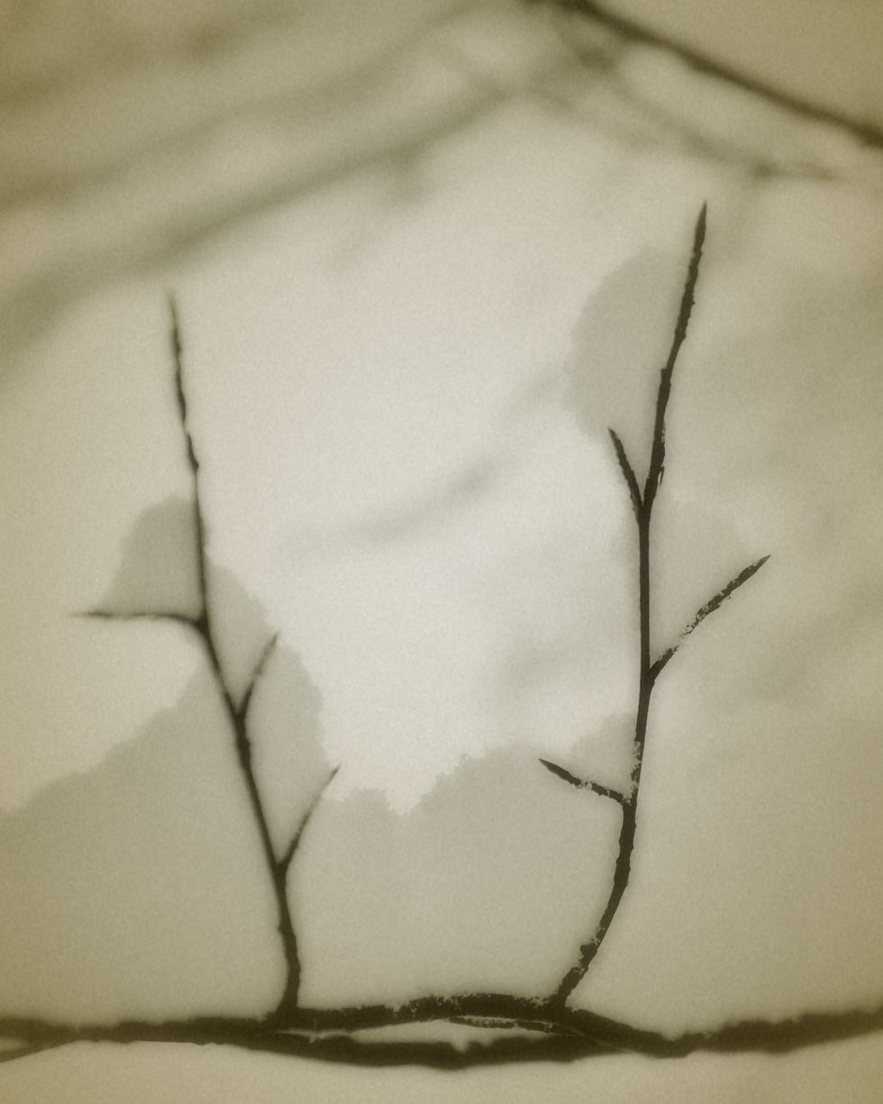 Fotografie von zwei dunklen Zweigen mit kleinen Schneepaketen vor fast weisser Fläche, die wie fragile Körperzeichnungen im Schnee wirken