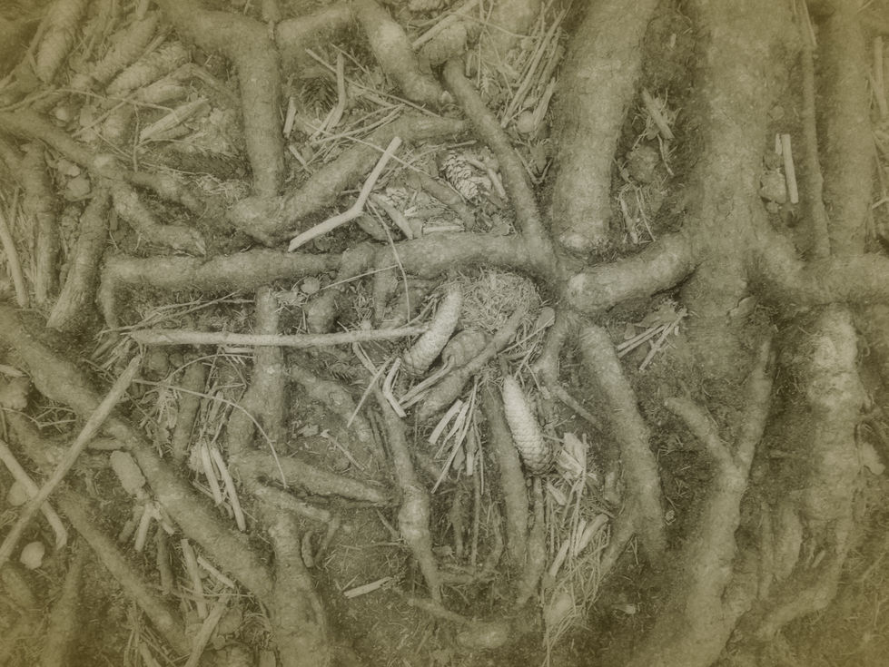Wurzeln in der Fotografie stehen für die Suche nach dem Wesentlichen – ähnlich wie eine Pflanze, die tief in die Erde wächst, um zu überleben. Die frühen Fotografen wie Joseph Nicéphore Niépce legten mit ihren Experimenten das Fundament der Fotografie. Im Vergleich dazu fingen Künstler wie Henri Cartier-Bresson den „entscheidenden Moment“ ein, während Ansel Adams die Natur in beeindruckenden Schwarz-Weiß-Bildern festhielt. Alle verbindet die Suche nach Ausdruck und Bedeutung.
Wurzeln symbolisieren Zielstrebigkeit und Anpassungsfähigkeit: Sie wachsen, suchen und verbinden sich, um zu bestehen. Auch in der Fotografie geht es darum, neue Perspektiven zu entdecken und Verbindungen zu schaffen. Ein Foto ist mehr als eine bloße Abbildung – es hält Vergängliches fest und ruft starke Emotionen hervor. So gräbt sich die Fotografie, wie eine Wurzel, tief in die Realität und das menschliche Erleben ein, um daraus immer wieder Neues entstehen zu lassen.