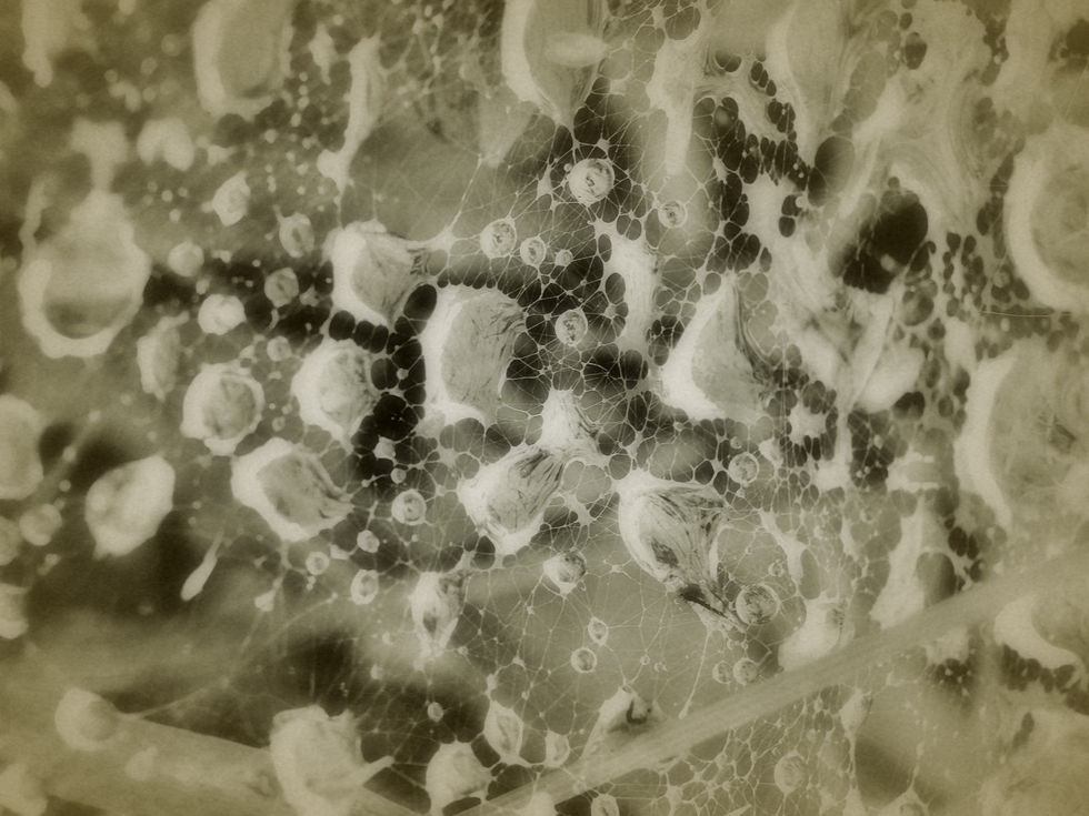 Wassertropfen in einem Spinnennetz sind kleine Wunder der Vergänglichkeit. Im ersten Licht des Morgens funkeln sie wie Perlen und verwandeln das filigrane Netz in ein kostbares Kunstwerk. Jeder Tropfen spiegelt die Welt im Kleinen, hält für einen Moment das Licht und löst sich dann lautlos wieder auf. Diese vergänglichen Gebilde erinnern daran, wie zerbrechlich und zugleich vollkommen das Leben sein kann: Schönheit entsteht oft im Flüchtigen, und im Zusammenspiel aus Zufall, Geduld und feiner Struktur zeigt sich die Poesie des Augenblicks.