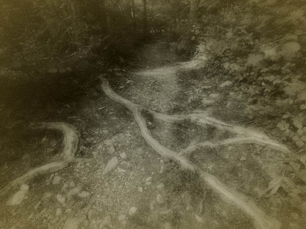 Wurzeln sind das verborgene Fundament des Lebens. Unsichtbar unter der Erde verzweigen sie sich, suchen Halt, Wasser und Nährstoffe und verbinden die Pflanze mit dem Boden, der sie trägt. Sie speichern Kraft, überdauern Trockenheit und Winter, und ermöglichen Wachstum selbst unter schwierigen Bedingungen.
Philosophisch betrachtet stehen Wurzeln für Herkunft, Verbundenheit und Beständigkeit. Sie erinnern daran, dass alles Sichtbare auf Unsichtbarem ruht – auf Erfahrungen, Beziehungen und innerer Stärke. Wurzeln verankern, geben Halt und ermöglichen zugleich Entwicklung und Wandel. In ihrer Stille und Tiefe liegt die Grundlage für das Leben an der Oberfläche.