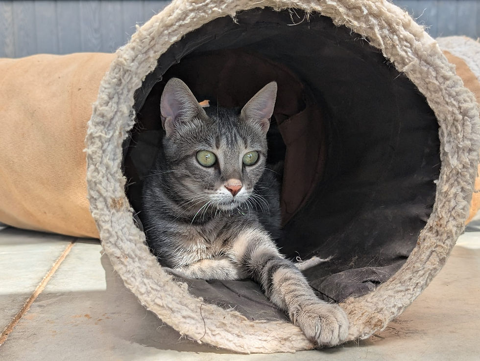 ☀️חוות קרן אור - סיור שני פסח☀️