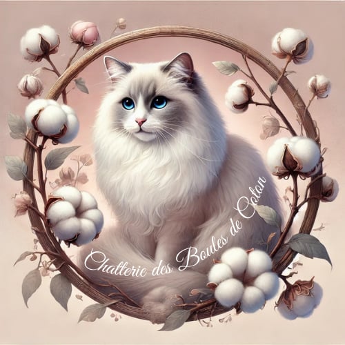 Photo du rédacteur: Chatterie des Boules de Coton