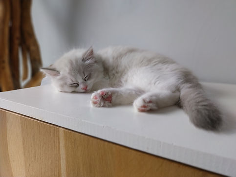 ragdoll blue abby point et blanc