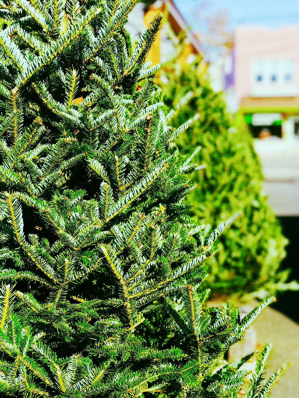 Christmas Trees...