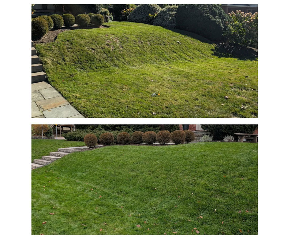 Before and after of a sloped lawn showing thicker, greener grass after professional lawn care treatments.