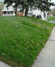 Selective weed control treatment on a residential lawn in Halifax, also available in Sackville and Bedford