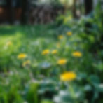 Fiesta Weed Control Applied to Common Nova Scotian Weeds
