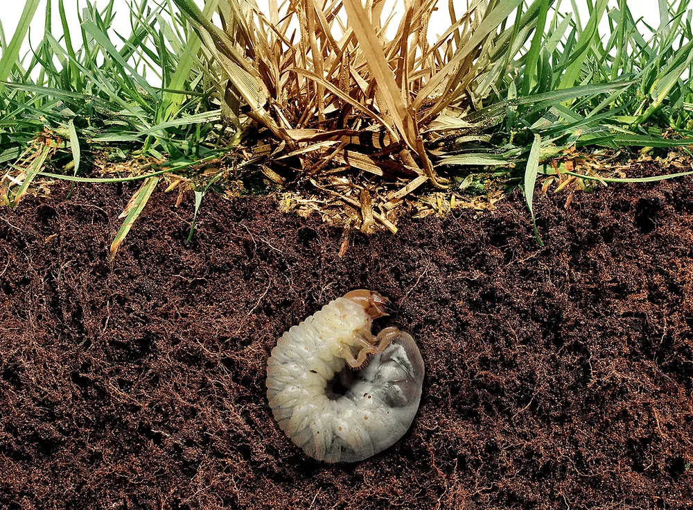 Low Brix Understanding Brix: The Key to a Healthier, Pest-Resistant Lawn