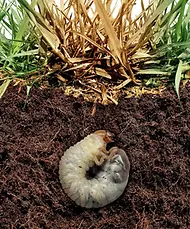 Grub control and chinch bug treatment on a healthy lawn in Sackville, serving homes throughout Halifax