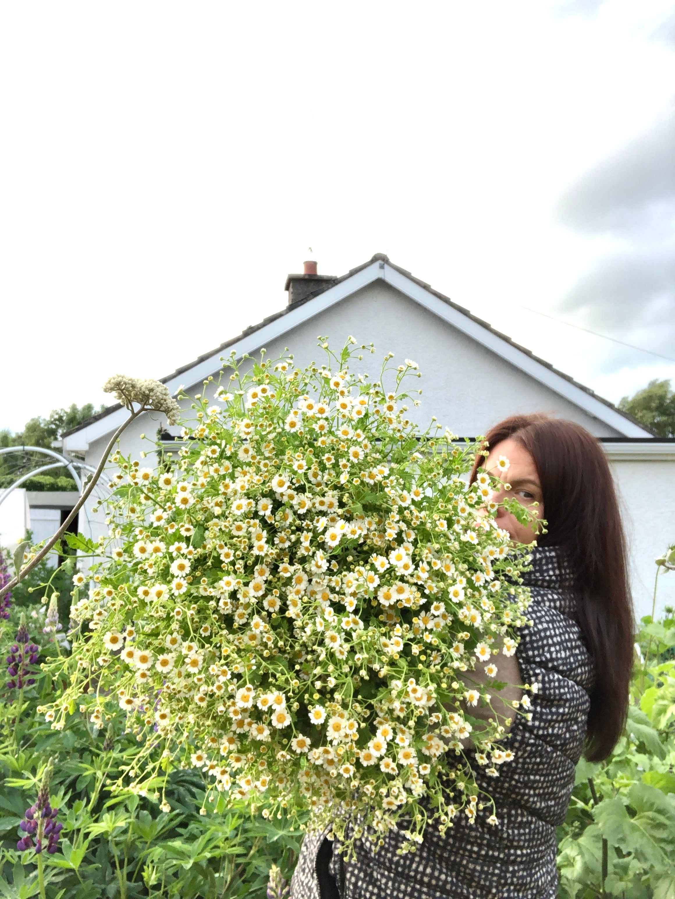 Tanacetum 'Feverfew'