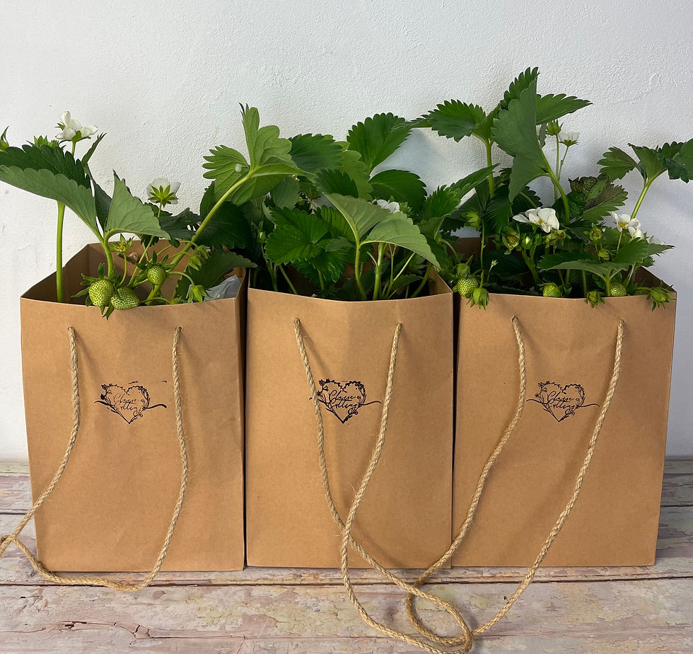Thumbnail: Summer Strawberry Bags