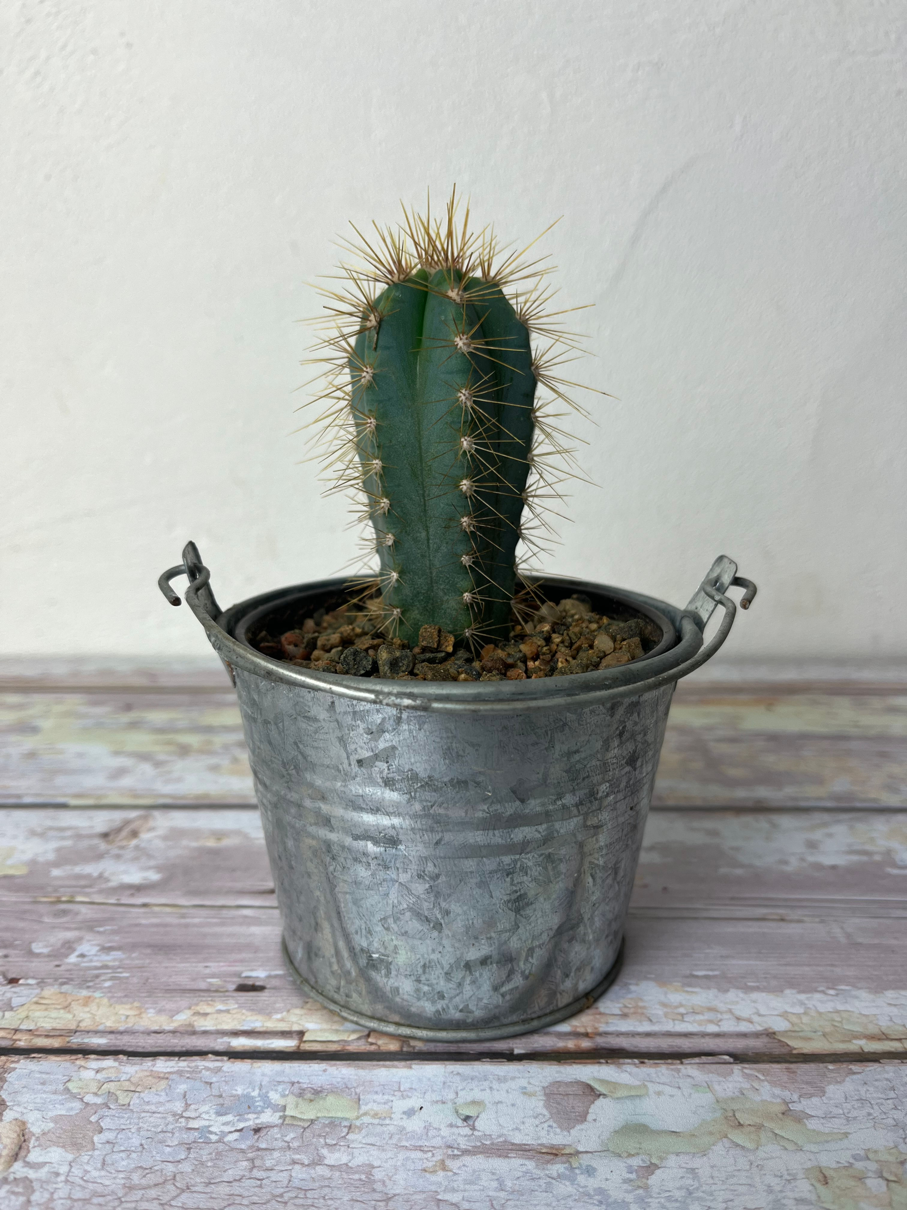 Cactus Plant in Bucket