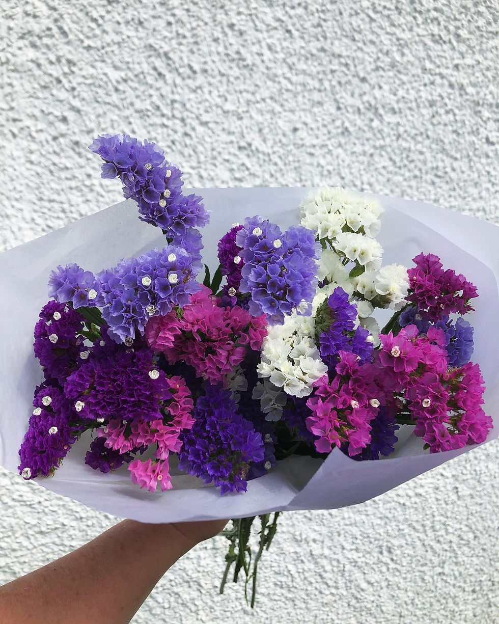 Thumbnail: Limonium 'Static' in assorted colours