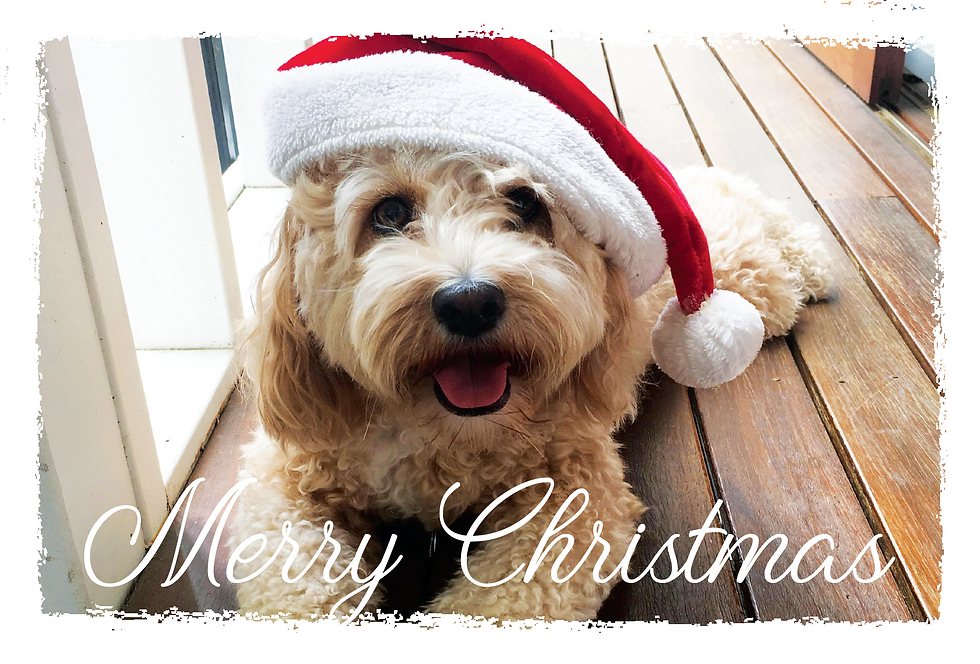 Thumbnail: CAVOODLE CHRISTMAS CARDS - 10 Pack