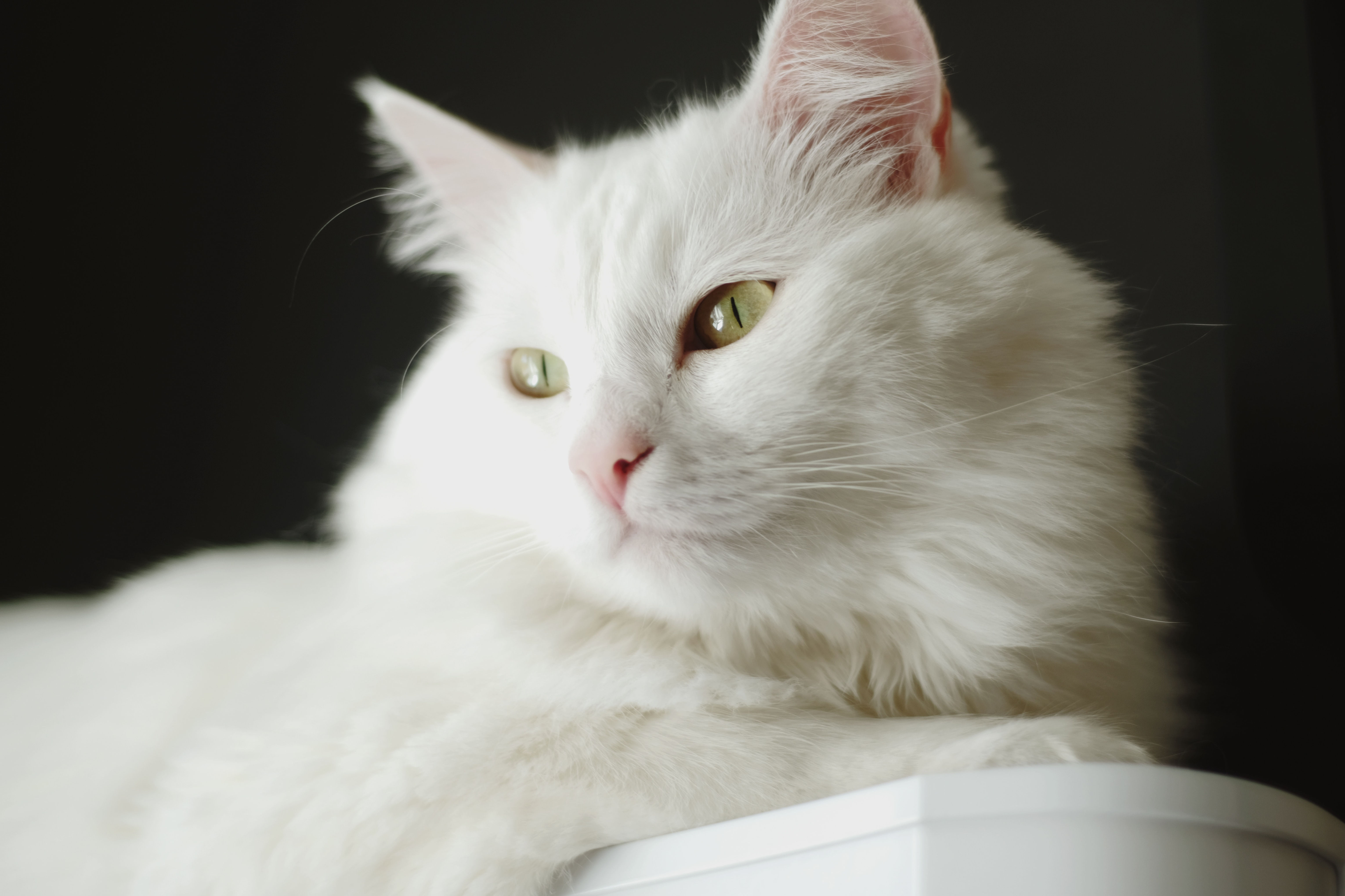 Turkish Angora