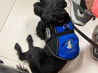 Understanding the Role of Service Dogs