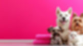 group-adorable-dogs-cat-posing-together-vibrant-pink-room-with-soft-towels-perfect-pet-lov