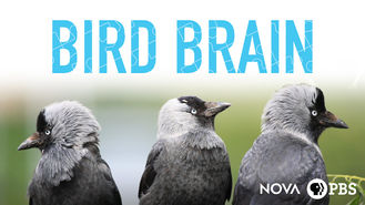 Bird Brain Documentary