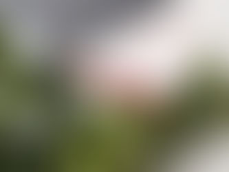 Dimanche des Rameaux 