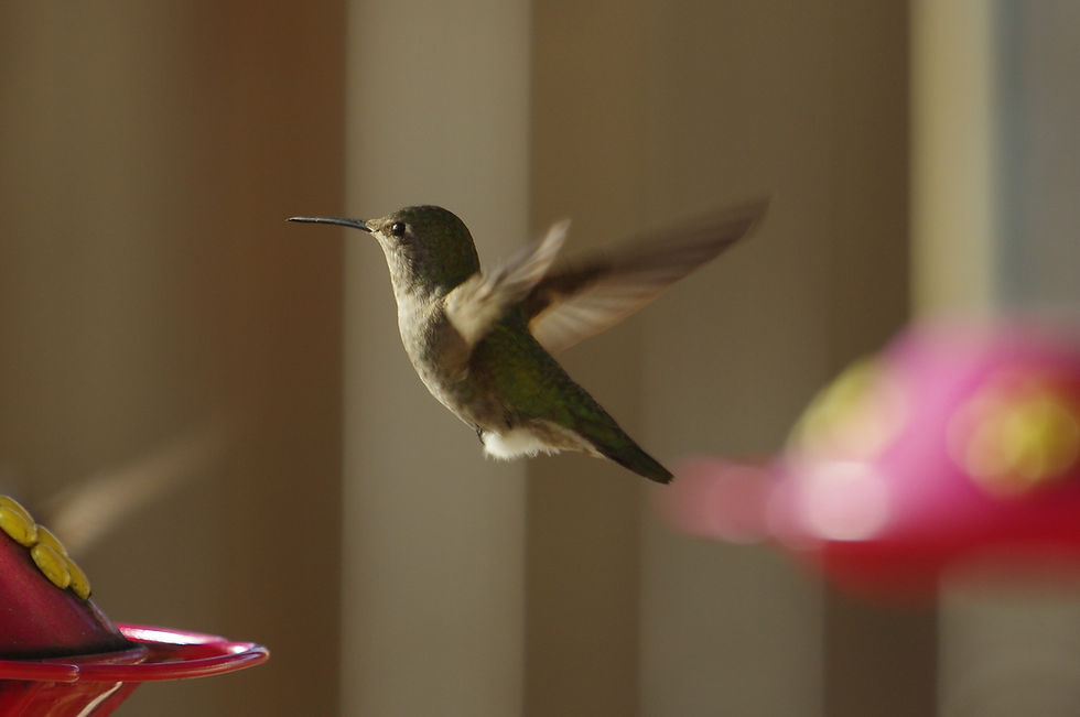 Thumbnail: Actual Hummingbird Print 8.5 inches by 11 inches