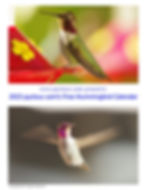 2023 Pyctour Free Hummingbird Calendar Download