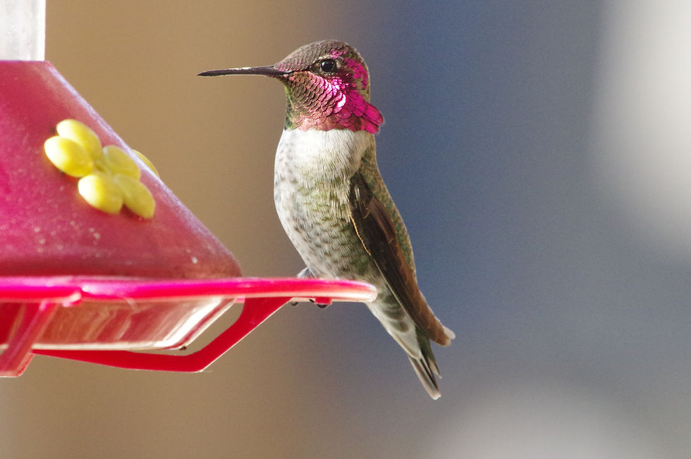Thumbnail: Actual Hummingbird Print 8.5 inches by 11 inches
